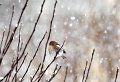 37 - Carduelis in snow weather - HOLGERSSON NILS-OLOF - sweden